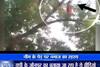 Viral Sach: Know if this UP woman offers Namaz after climbing a neem tree