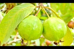 Acharya Ke Nuskhe: Chewing of guava leaves can help you to get rid of your mouth ulcers