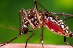 Health in 2 mins: Know how to give healthy nutrition to Chikungunya patients