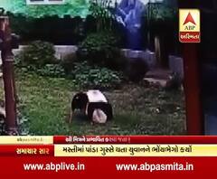 Man attacked by giant panda in China video 