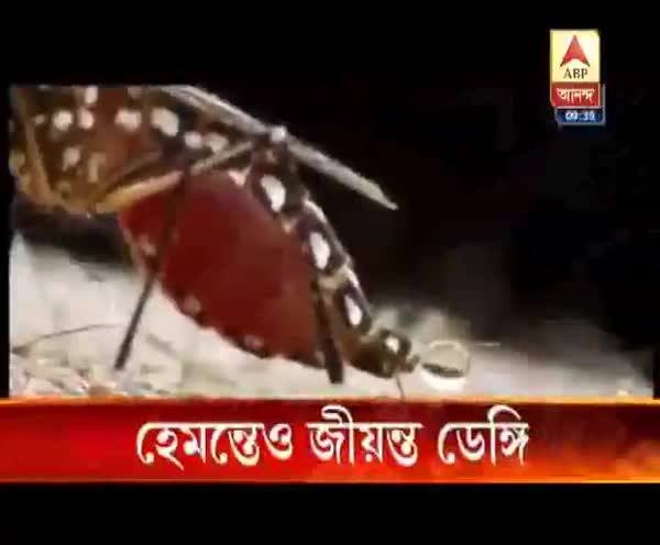  হেমন্তেও জীয়ন্ত ডেঙ্গি