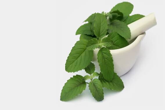 Health benefits of tulsi or holy basil |