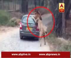 lion attacks car in Karnataka’s Bannerghatta National Park