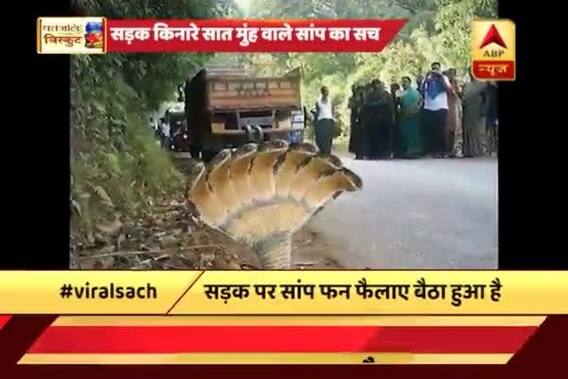 Viral Sach: Is this a 7 headed snake?