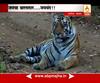 Umred, Bhandara : Tiger safari special story