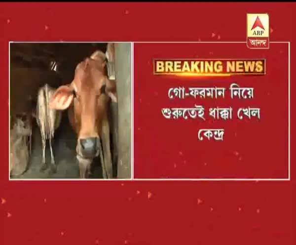  কেন্দ্রের গবাদি নির্দেশিকায় ৪ সপ্তাহের স্থগিতাদেশ মাদ্রাজ হাইকোর্টের