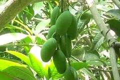 WATCH Malihabad horticulturist names new Mango variety after CM Yogi Adityanath