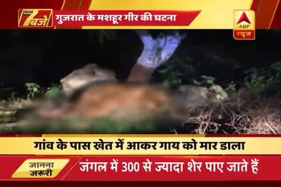 Lion, lioness kill cow to satiate hunger; Situation cropped up after Gir forest authorities\' strike