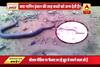 WATCH Viral Sach: Is this female serpent giving birth like humans?