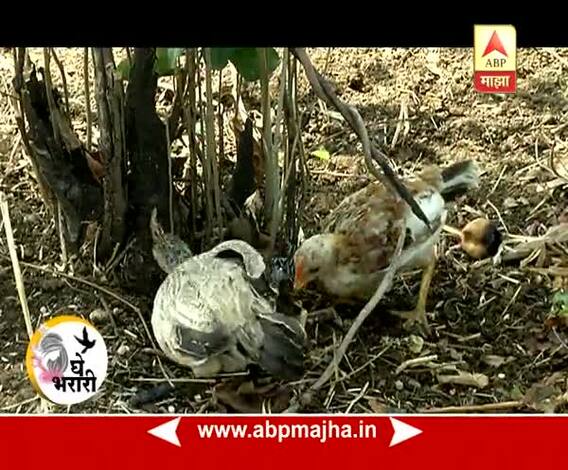 Ghe Bharari : Environment Day Special : Forest Adopt Project : 05:06:2017