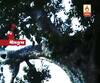 Another incident of Superstition, People of the village of Ilambazar afraid to go out from home due to the panic of a Ghost Tree: Watch 