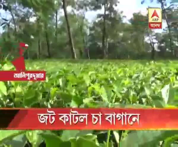  জট কাটল চা বাগানে