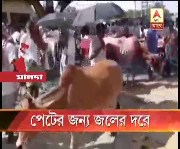  পেটের জন্য জলের দরে বিক্রি গৃহপালিত পশু-পাখি