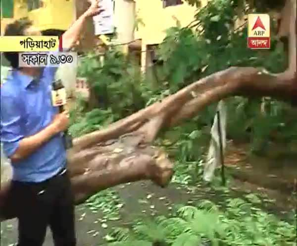  প্রবল বৃষ্টি ও দমকা হাওয়ায় গাছ ভেঙে বিপত্তি গড়িয়াহাট রোডে