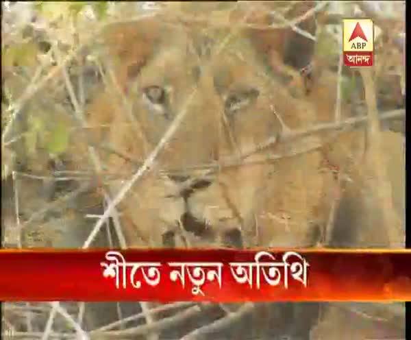  শীতে নতুন অতিথি পাচ্ছে আলিপুর চিড়িয়াখানা