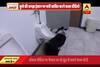 Viral Sach: Intelligent dog uses loo; Video goes viral on social media