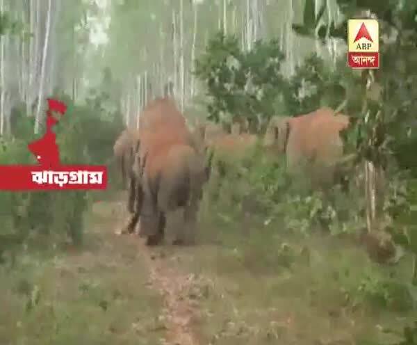  পশ্চিম মেদিনীপুরের গোয়ালতোড়ে হাতির হামলা, পথ অবরোধ ঝাড়গ্রামের লালগড়ে