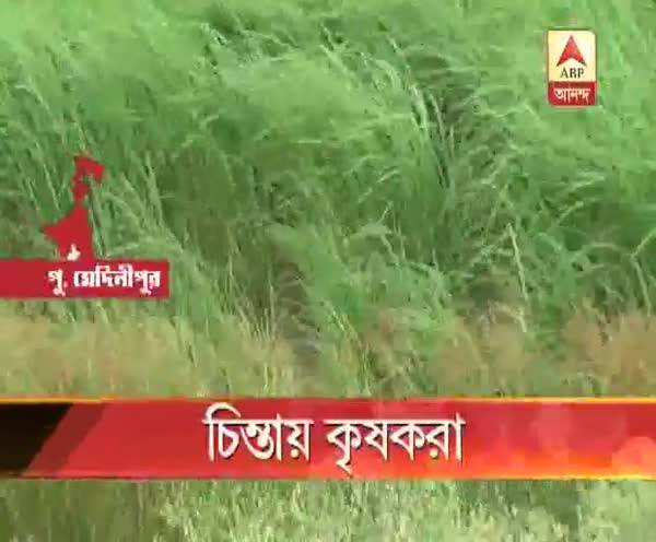  অতিভারী বৃষ্টির পূর্বাভাস দিয়েছে আবহাওয়া দফতর, চিন্তায় কৃষকরা