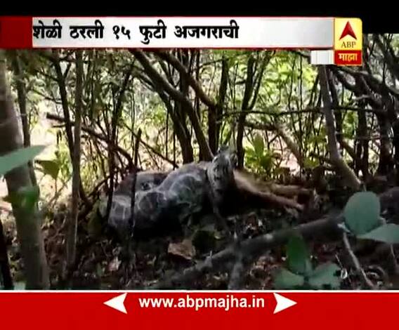 Pune : Live mobile video of Python eating Goat