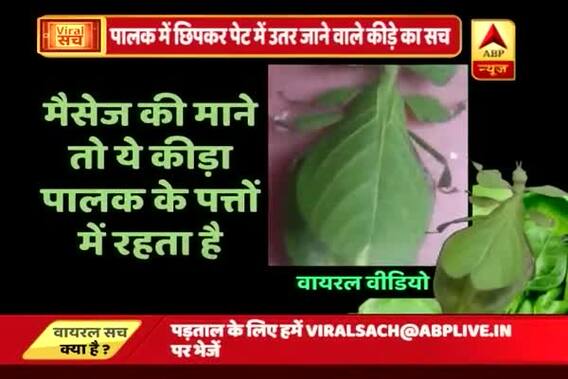 Viral Sach: Is this spinach leaf or insect? 