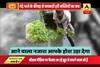 Viral Sach: Green vegetables being washed in sewer water at several places