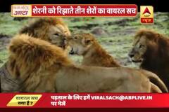 Viral Sach: Three Gir forest Lions trying to impress a Lioness is fake