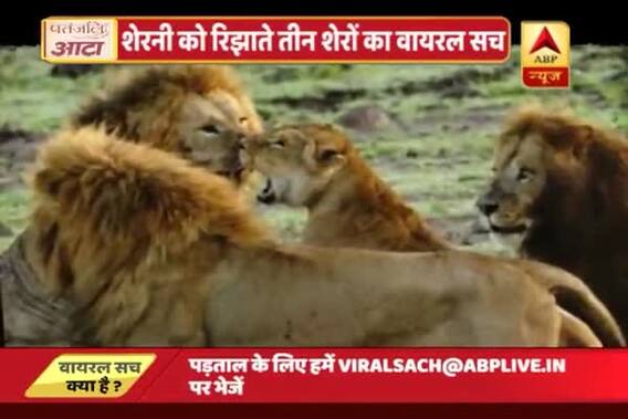 Viral Sach: Three Gir forest Lions trying to impress a Lioness is fake