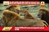 Viral Sach: Three Gir forest Lions trying to impress a Lioness is fake