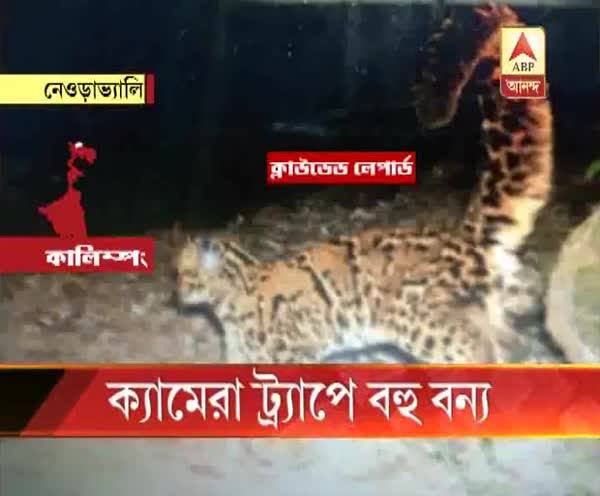  নেওড়াভ্যালি জঙ্গলে দেখা মিলল একাধিক প্রজাতির প্রাণির