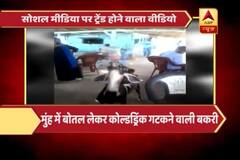Viral Sach: Video of goat drinking cold drink trends on social media
