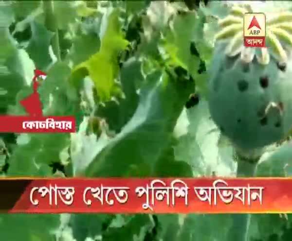  কোচবিহারে বেআইনি পোস্ত চাষ, ৮ বিঘা জমির ফসল নষ্ট করল পুলিশ