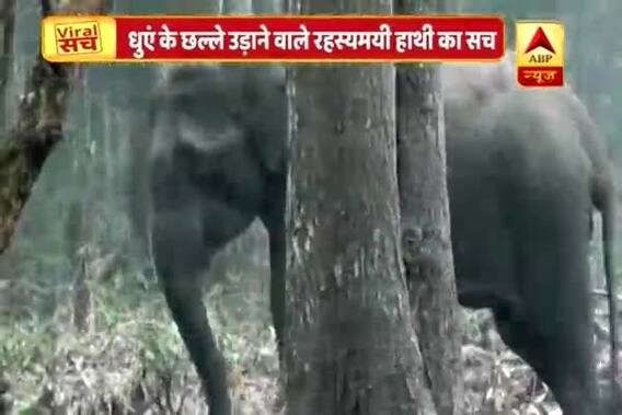 Viral Sach: Smoking Elephant spotted in forest