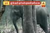 Viral Sach: Smoking Elephant spotted in forest