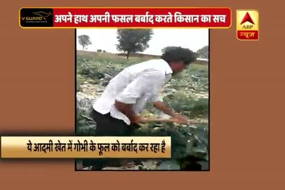 Viral Sach: Video claims farmer destroying his own harvest, know the entire truth