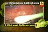 Viral Sach: Can a worm enter eye by eating cabbage? 