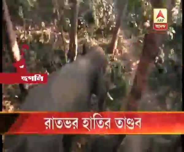  গোঘাটে হাতির আক্রমণে যুবকের মৃত্যু, আতঙ্কে গ্রামবাসীরা