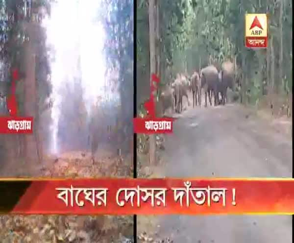  লালগড়ে বাঘের আতঙ্কের মধ্যেই হাতির তাণ্ডব