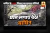 Viral Sach: Exclusive video of tigress catching her pray in Panna Tiger Reserve 