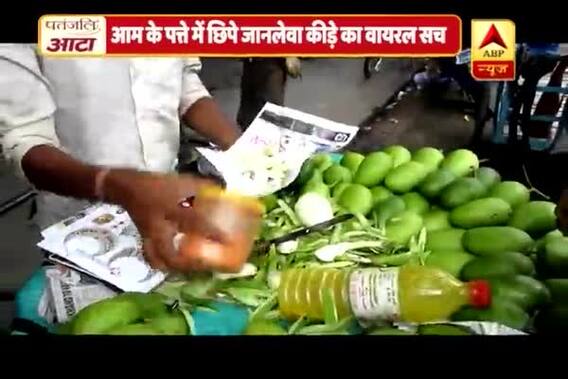 Viral Rakshak: Camouflage worms found in Mango tree are harmless
