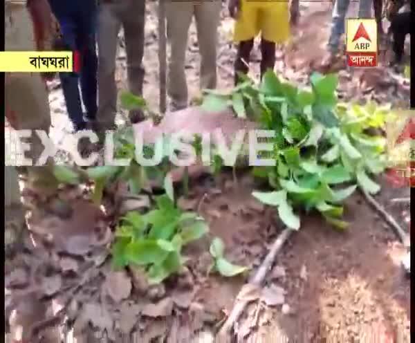  মরা বাঘ নিয়ে যাওয়া হয় হরিধ্বনি দিতে দিতে