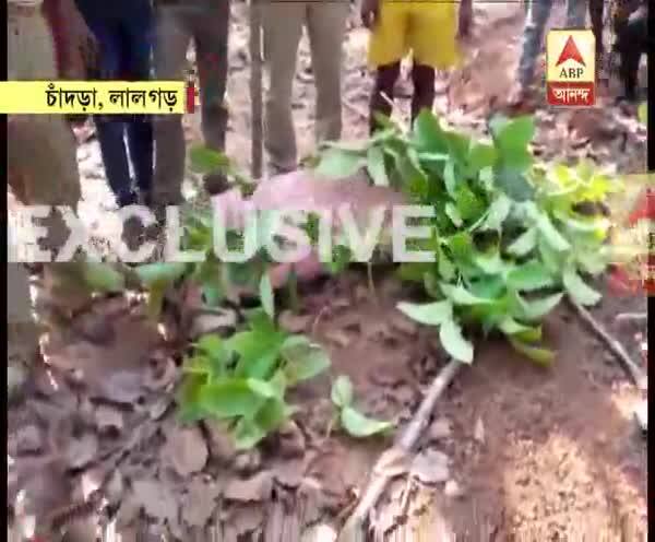  দেড় মাস পরে লালগড়ের জঙ্গলেই মিলল রয়্যাল বেঙ্গলের মৃতদেহ