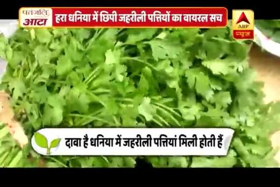 Viral Rakshak: Poisonous leaves mixed in Cilantro?
