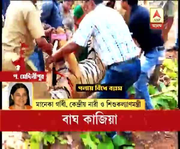  বাঘ নিধন: পশ্চিমবঙ্গ একমাত্র রাজ্য, যেখানে অবৈধ শিকারকে প্রশ্রয় দেওয়া হয়, অভিযোগ মানেকা গাঁধীর