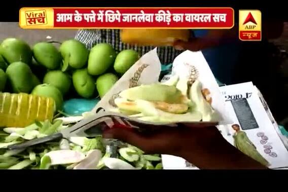 Viral Sach Full (19.04.2018): Know truth behind Baron caterpillar found on mango trees