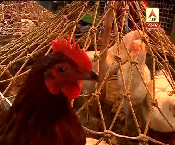  ভাগাড় কাণ্ডে বাজারে বেড়েছে জ্যান্ত মুরগির চাহিদা. বেড়েছে কাটা মুরগির দাম