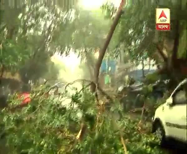  ঝড়ে গাছ ভেঙে পড়ল কলকাতার এসএন ব্যানার্জী রোডে, ব্যাহত যান চলাচল