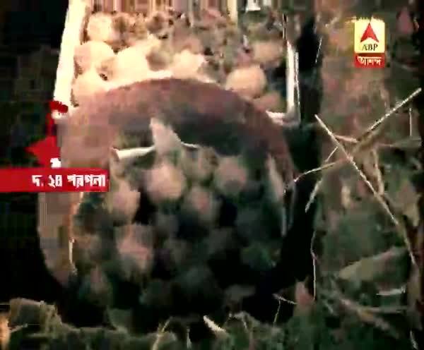  আরাবুলের বাগান থেকে উদ্ধার প্রচুর বোমা, অধরা ভাই খুদে