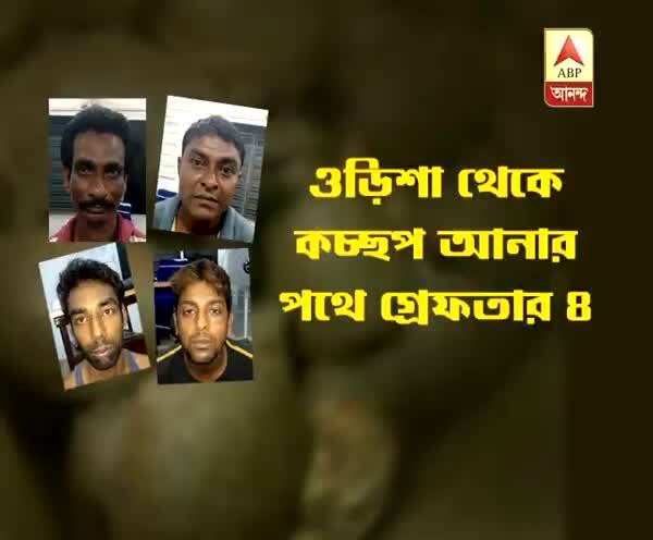  ধূলাগড়, বিরাটি থেকে উদ্ধার ৩ হাজার কচ্ছপ, গ্রেফতার ৪