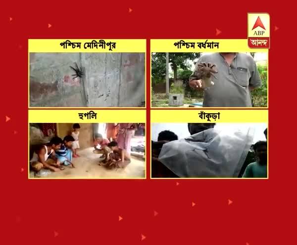  ট্যারান্টুলার ভয়ে তটস্থ বিভিন্ন গ্রামের বাসিন্দারা