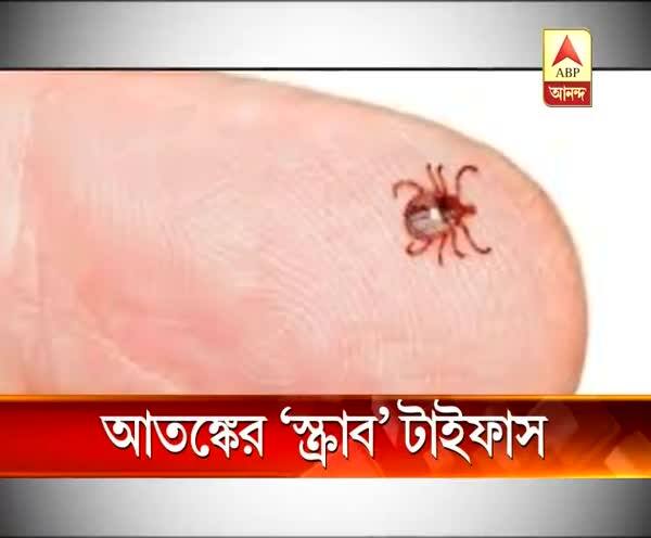  আতঙ্কের ‘স্ক্রাব টাইফাস’